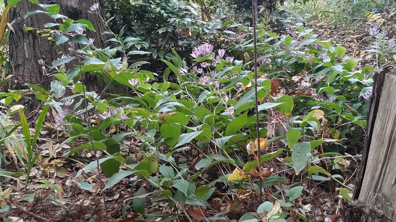 ホトトギスの花 横浜市瀬谷区長屋門公園