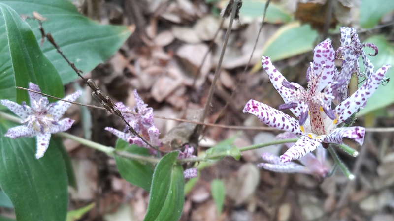 ホトトギスの花 横浜市瀬谷区長屋門公園