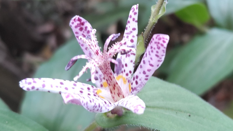 ホトトギスの花 横浜市瀬谷区長屋門公園