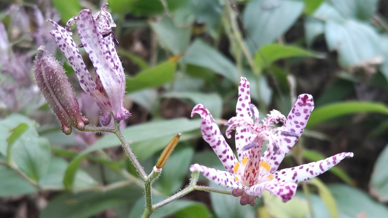 ホトトギスの花 横浜市瀬谷区長屋門公園