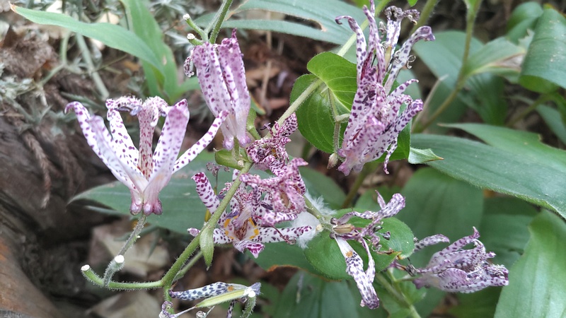 ホトトギスの花 横浜市瀬谷区長屋門公園