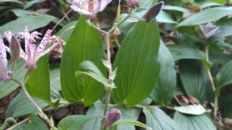 ホトトギスの花 横浜市瀬谷区長屋門公園