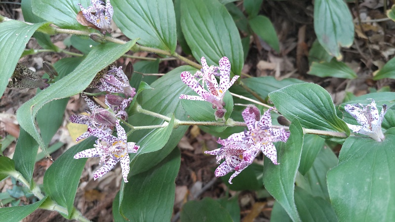ホトトギスの花 横浜市瀬谷区長屋門公園
