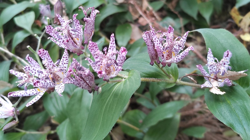 ホトトギスの花 横浜市瀬谷区長屋門公園