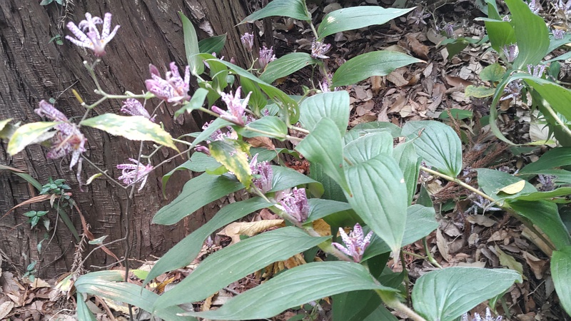 ホトトギスの花 横浜市瀬谷区長屋門公園