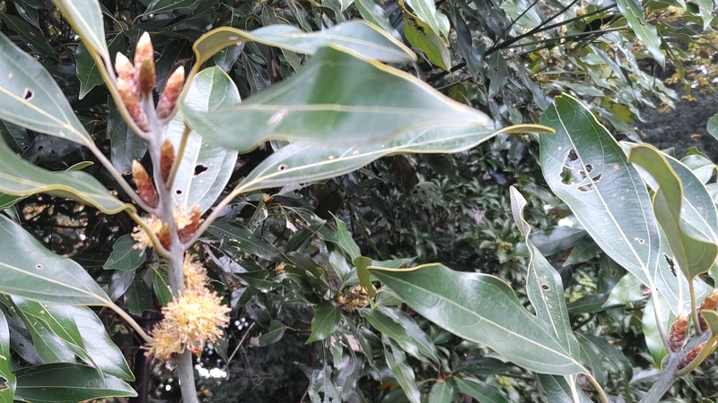シロダモの雄花 横浜市瀬谷区長屋門公園