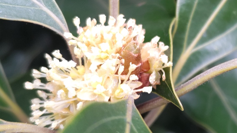 シロダモの雄花 横浜市瀬谷区長屋門公園