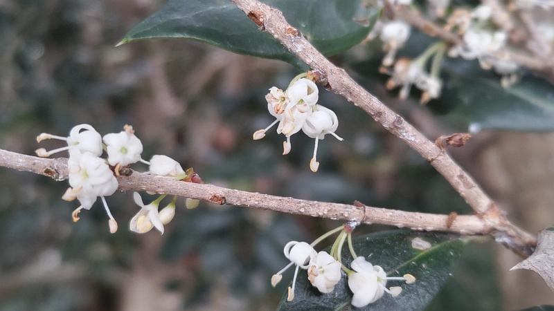 シロダモの雌花 横浜市瀬谷区長屋門公園