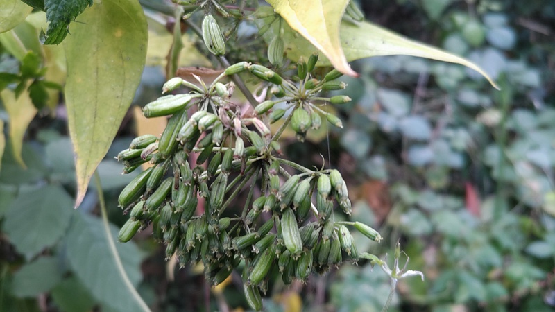 アシタバの果実 横浜市旭区中希望が丘