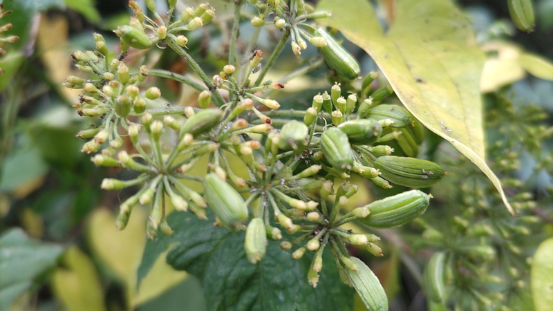 アシタバの果実 横浜市旭区中希望が丘