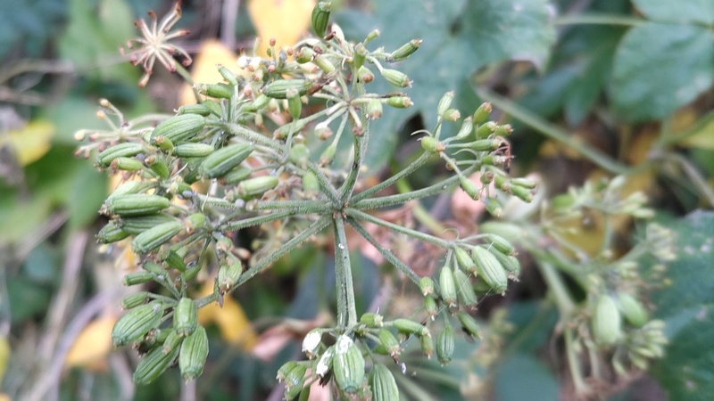 アシタバの果実 横浜市旭区中希望が丘