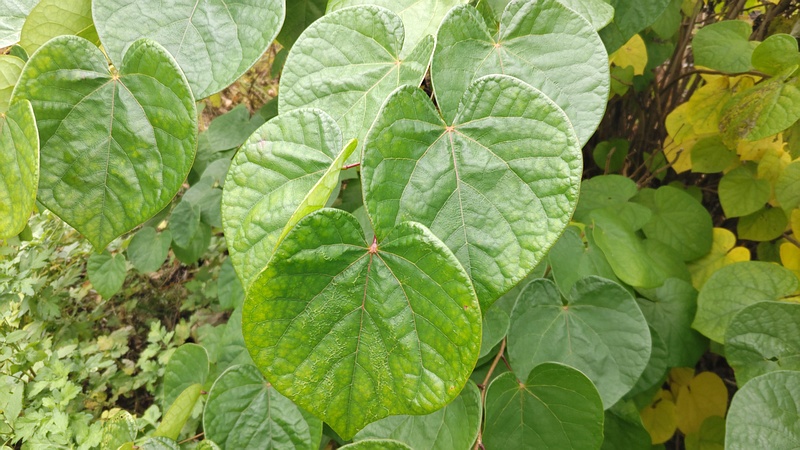 ハナズオウ 横浜市旭区今宿南町