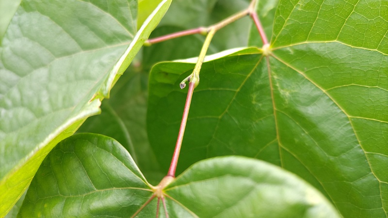ハナズオウ 横浜市旭区今宿南町