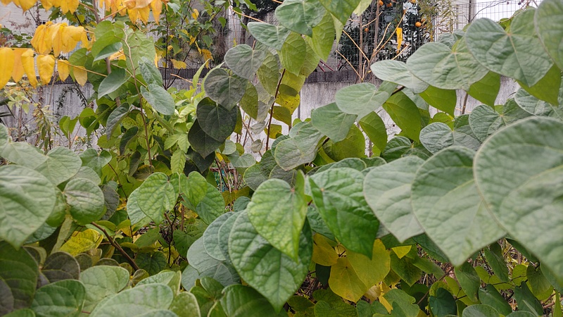 ハナズオウ 横浜市旭区今宿南町