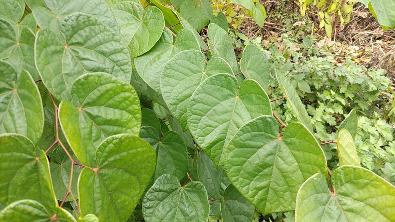 ハナズオウ 横浜市旭区今宿南町