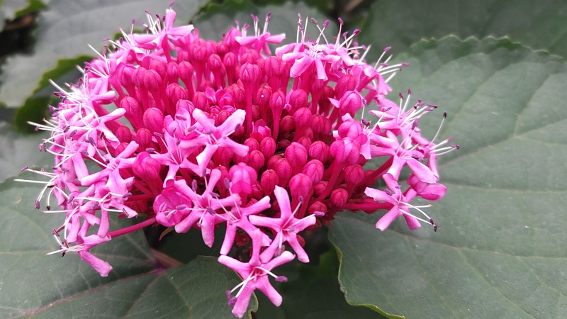ボタンクサギの花 横浜市旭区今宿南町