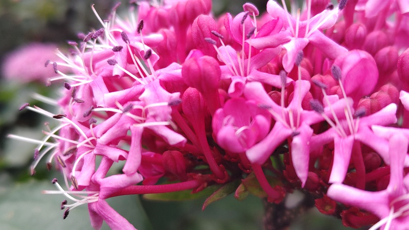 ボタンクサギの花 横浜市旭区今宿南町