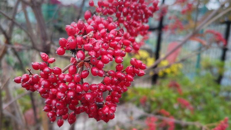 ガマズミの果実 横浜市旭区今宿南町帷子川緑道
