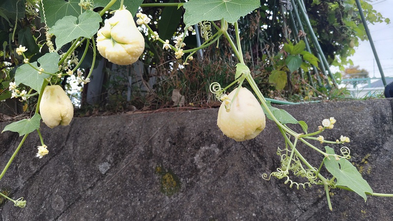 ハヤトウリの果実 横浜市旭区今宿南町