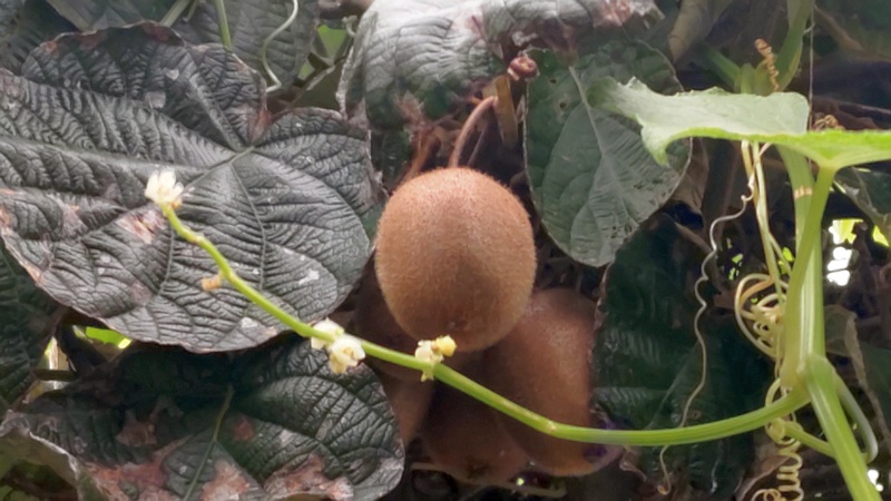 キウイの果実 横浜市旭区今宿南町