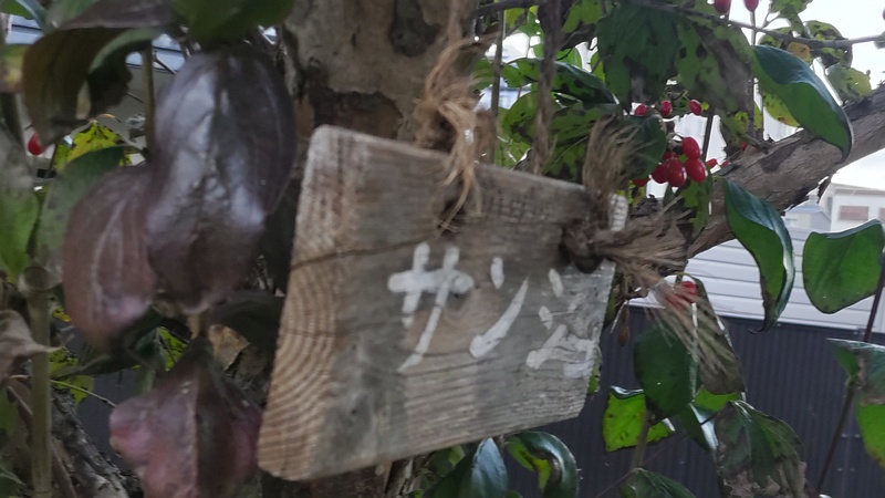 サンシュユの果実 横浜市旭区鶴ヶ峰鎧の渡し緑道