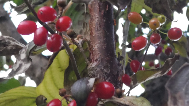 サンシュユの果実 横浜市旭区鶴ヶ峰鎧の渡し緑道