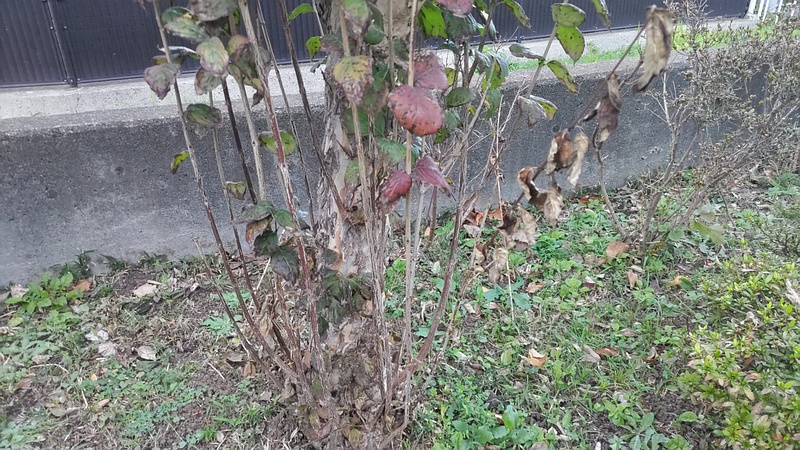 サンシュユ 横浜市旭区鶴ヶ峰鎧の渡し緑道