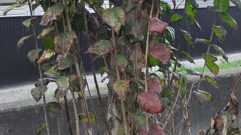 サンシュユ 横浜市旭区鶴ヶ峰鎧の渡し緑道