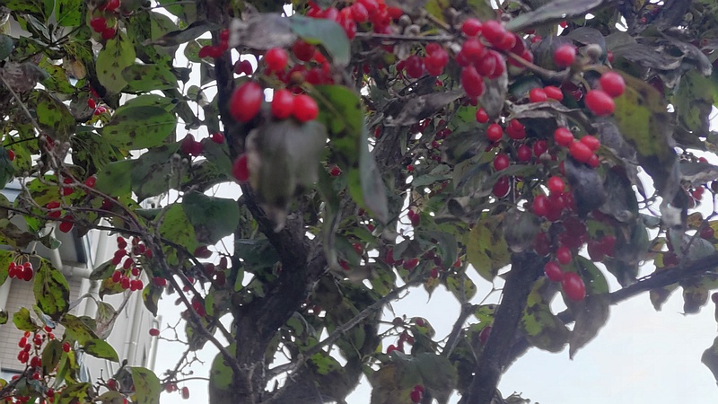 サンシュユの果実 横浜市旭区鶴ヶ峰鎧の渡し緑道