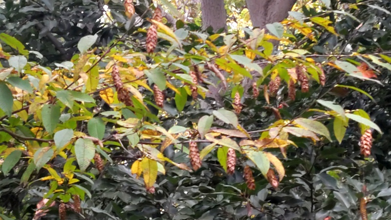 クマシデの果実 横浜市旭区希望が丘水の森公園