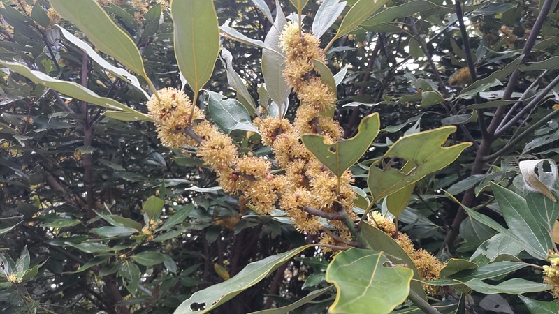シロダモの雄花 横浜市瀬谷区長屋門公園