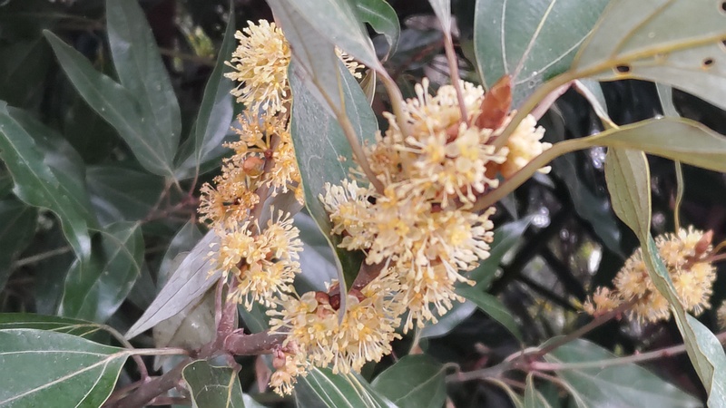 シロダモの雄花 横浜市瀬谷区長屋門公園