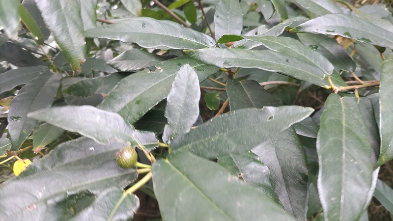 ホソバイヌビワの雌花嚢 横浜市瀬谷区長屋門公園