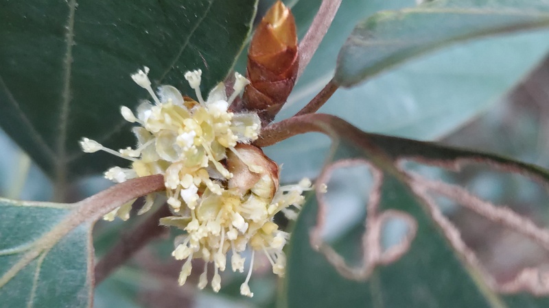 シロダモの雌花 横浜市瀬谷区長屋門公園