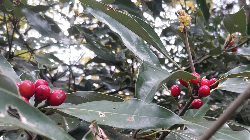 シロダモの果実 横浜市瀬谷区長屋門公園