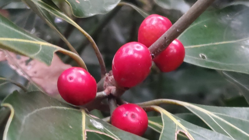 シロダモの果実 横浜市瀬谷区長屋門公園