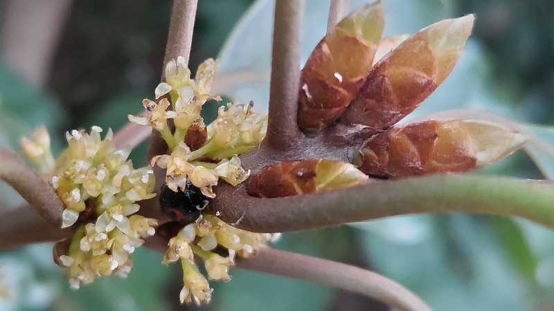 シロダモの雌花 横浜市瀬谷区長屋門公園