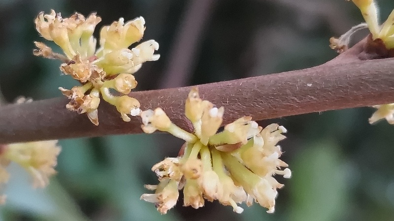 シロダモの雌花 横浜市瀬谷区長屋門公園