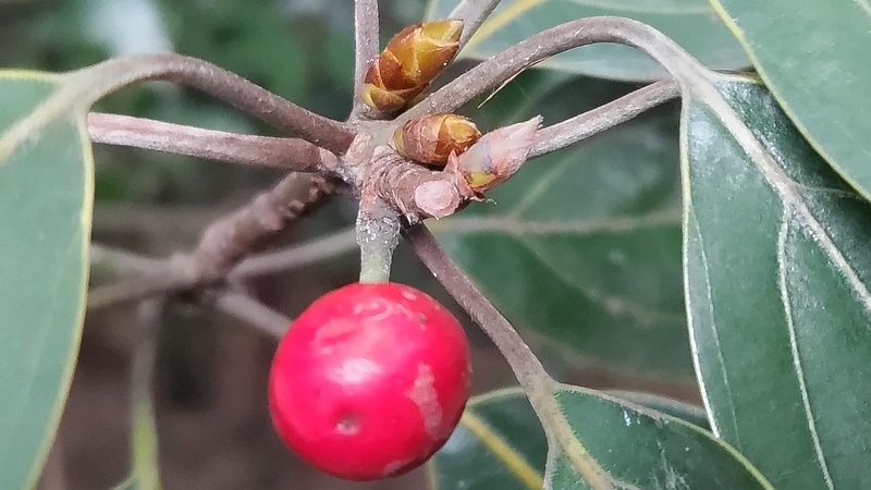 シロダモの果実 横浜市瀬谷区長屋門公園