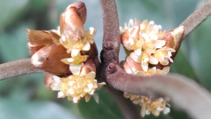 シロダモの雌花 横浜市瀬谷区長屋門公園