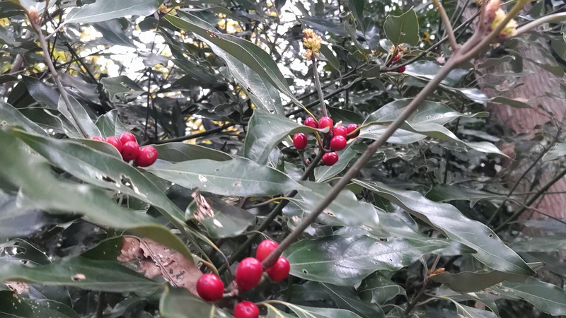 シロダモの果実 横浜市瀬谷区長屋門公園