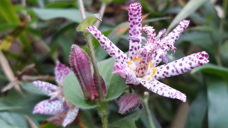ホトトギスの花 横浜市瀬谷区長屋門公園