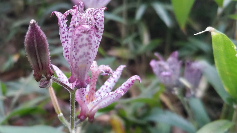 ホトトギスの花 横浜市瀬谷区長屋門公園