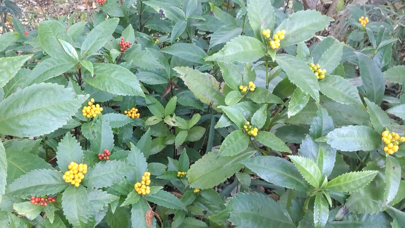 キミノセンリョウの果実 川崎市幸区さいわいふるさと公園