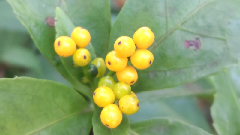 キミノセンリョウの果実 川崎市幸区さいわいふるさと公園