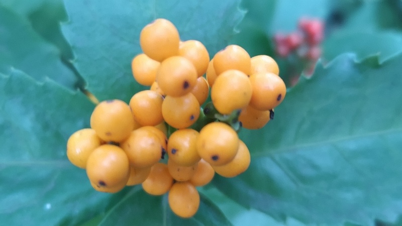 キミノセンリョウの果実 川崎市幸区さいわいふるさと公園