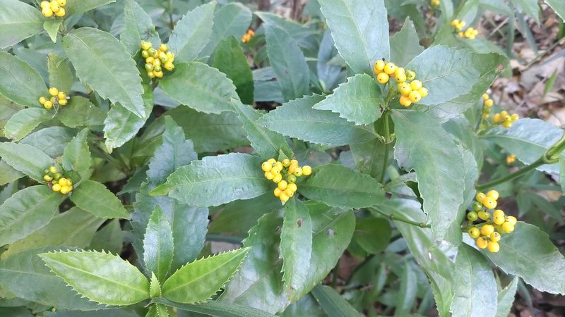 キミノセンリョウの果実 川崎市幸区さいわいふるさと公園