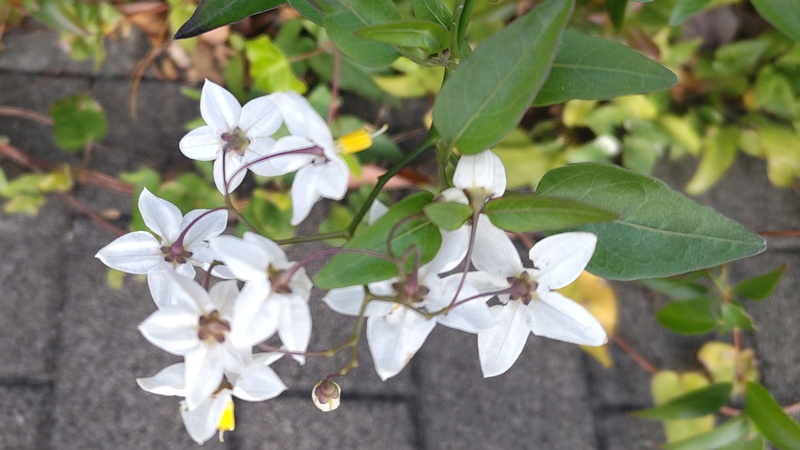 ツルハナナスの花 川崎市幸区