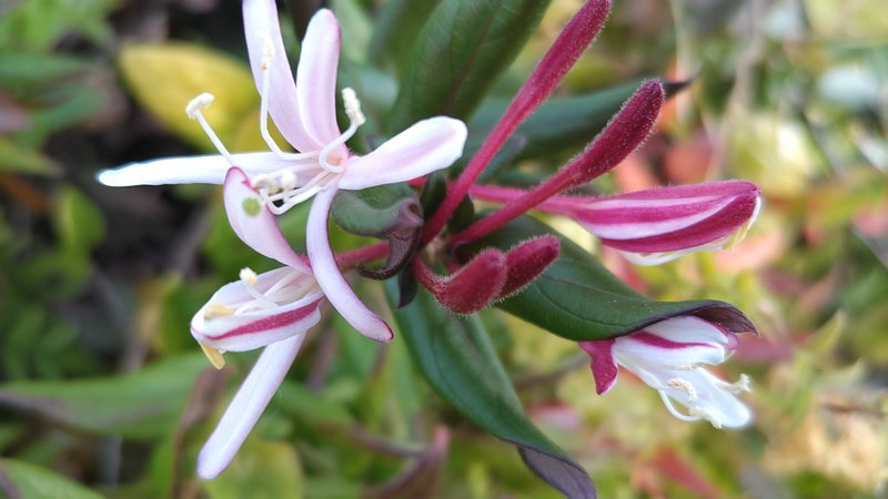 ニオイニンドウの花 川崎市幸区