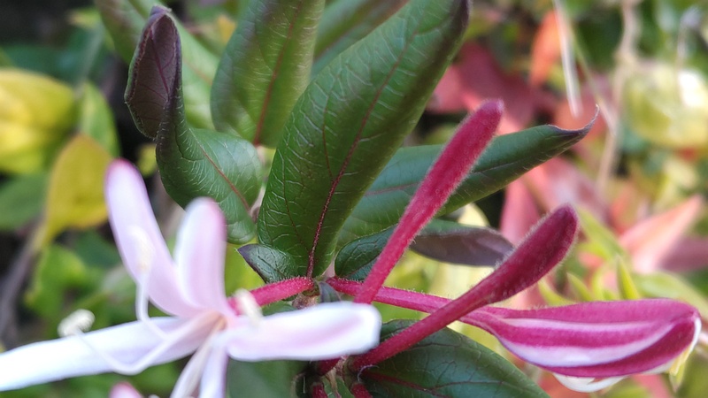 ニオイニンドウの花 川崎市幸区